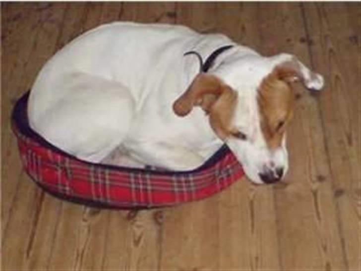 Blanding af racer boss billede 6