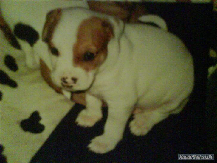 Blanding af racer boss billede 7