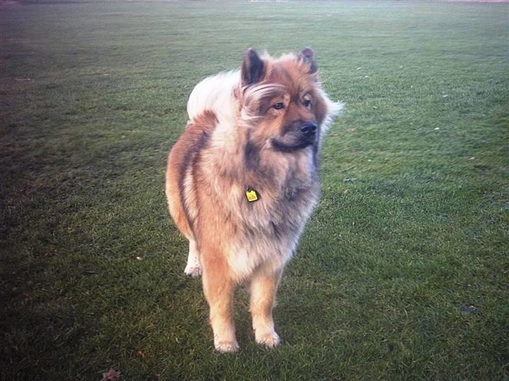 Eurasier Bella billede 16