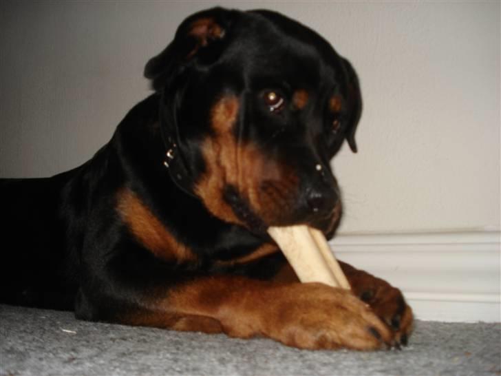 Rottweiler Troya - Elsker mit ben, med lidt guf i . billede 6