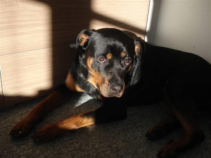 Rottweiler Troya - Årh  får solen lige i ansigtet..  billede 7