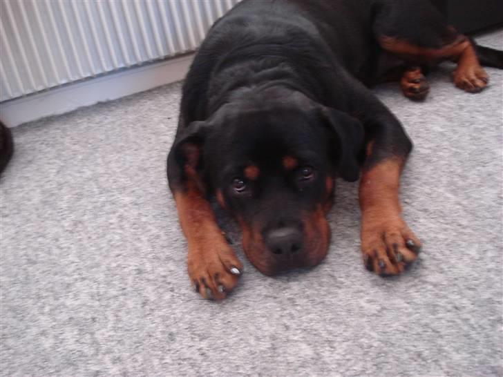 Rottweiler Troya - keder miig moraaa billede 8