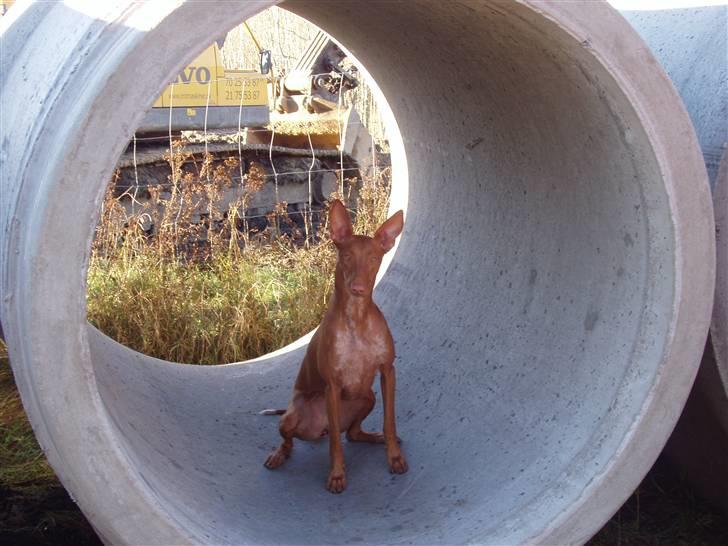 Pharaohound beate - man skal jo starte et sted når man skal lære at gå igennem rør billede 16