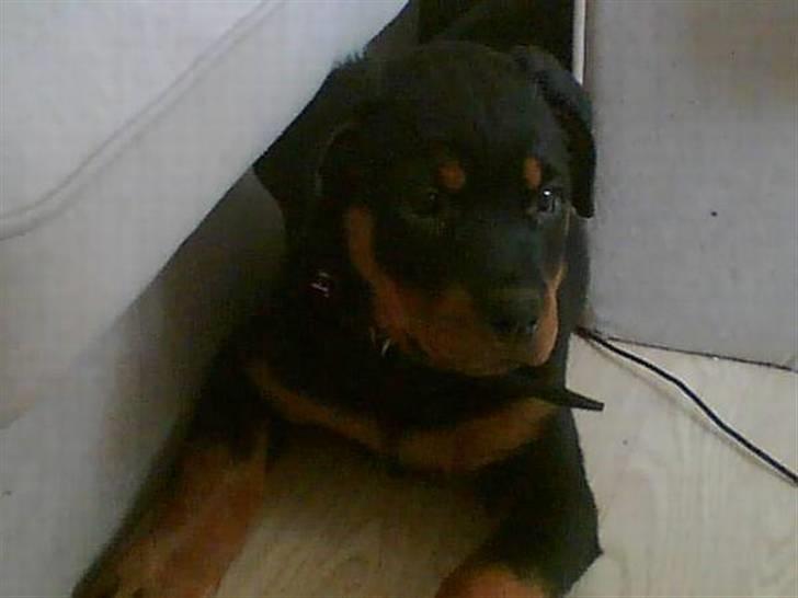 Rottweiler Troya - Den daq jeg fik Troya , 11 uger <3 billede 9