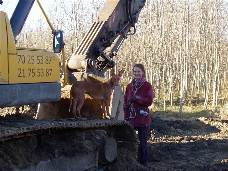 Pharaohound beate - se mig  billede 18