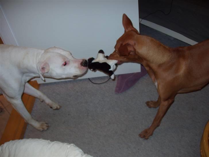 Pharaohound beate - hey det er min ko  billede 19