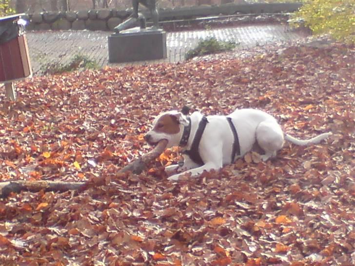 Blanding af racer boss billede 8