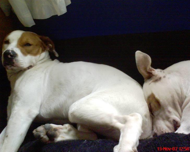 Blanding af racer boss billede 9