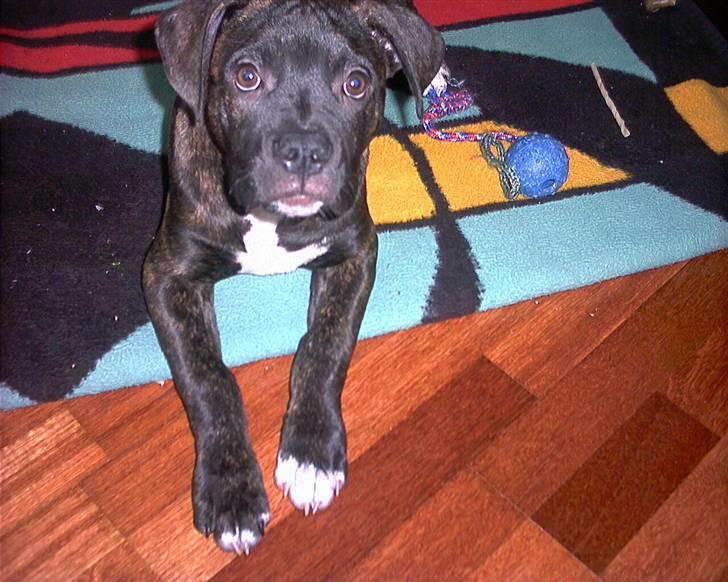 Amerikansk bulldog Hugo - Var der nogen der kaldte? billede 1