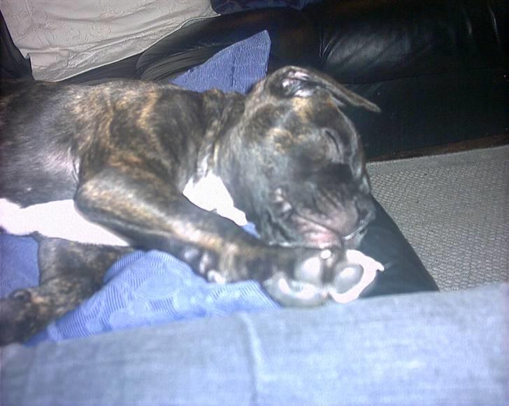 Amerikansk bulldog Hugo - ZZZZZ......... billede 2