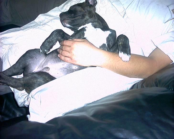 Amerikansk bulldog Hugo - Skønt med lidt nærkontakt billede 3