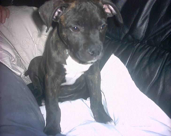 Amerikansk bulldog Hugo - Gider du kæle? billede 4