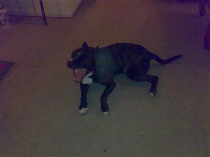 Cane corso obelix billede 9