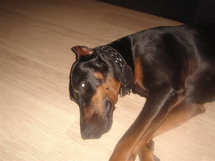 Dobermann Jagger(død):( billede 11