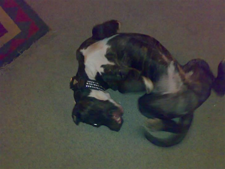 Cane corso obelix billede 10