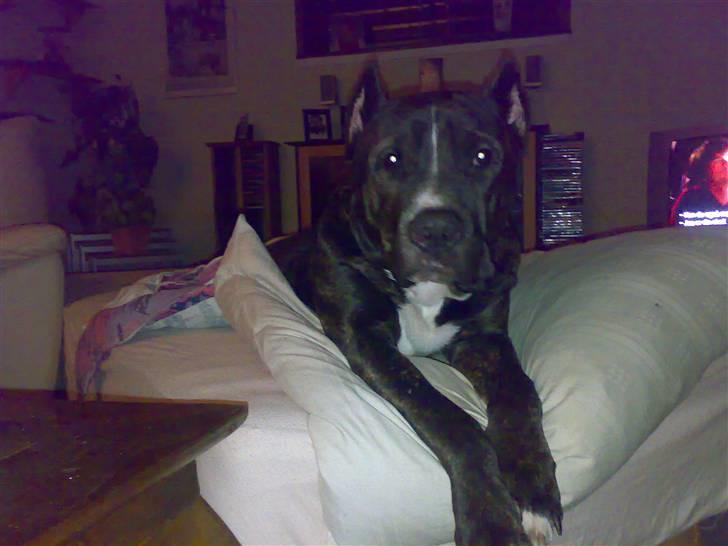 Cane corso obelix billede 11