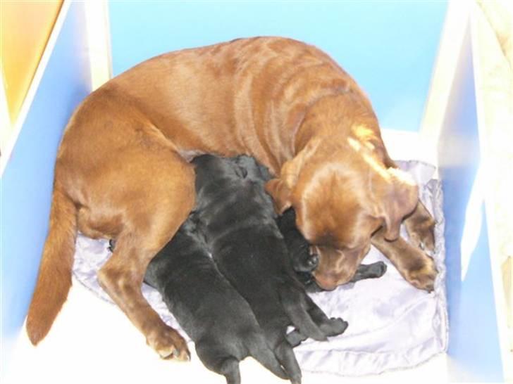 Labrador retriever Zira  billede 1