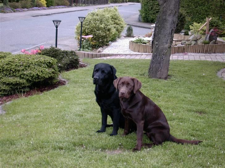 Labrador retriever Zira  billede 2