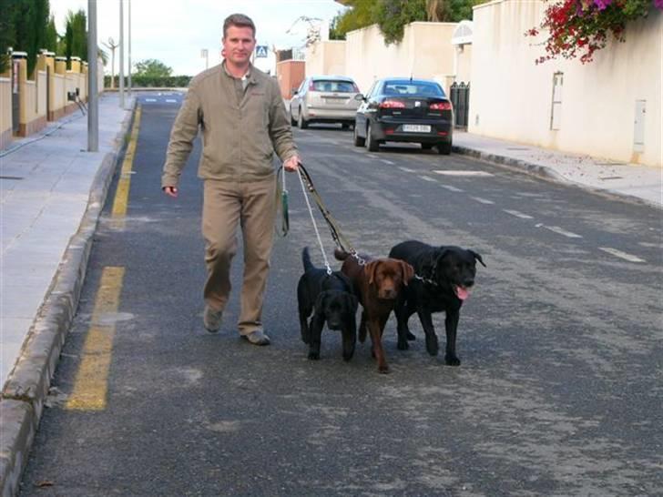 Labrador retriever Zira  billede 5