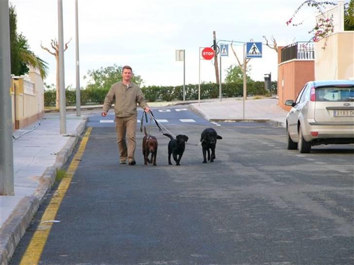 Labrador retriever Zira  billede 6