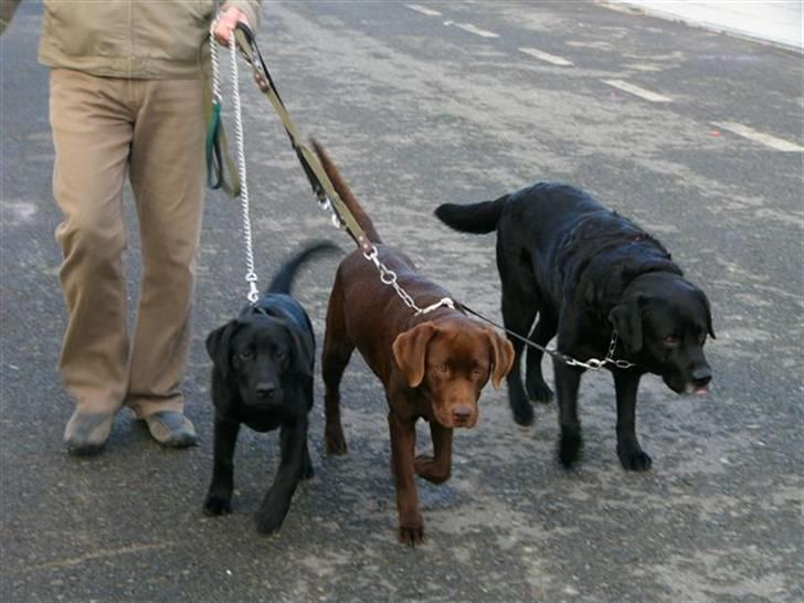 Labrador retriever Zira  billede 7