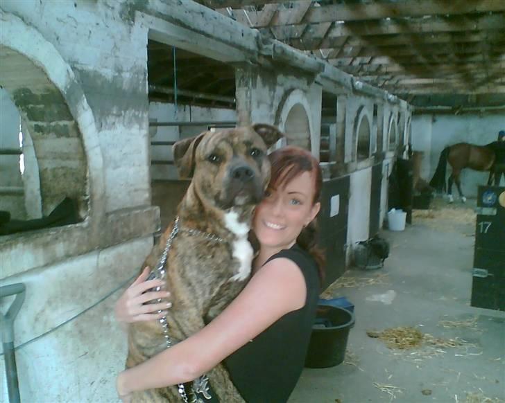 Blanding af racer Diego - Mors lille skødehund =) billede 12