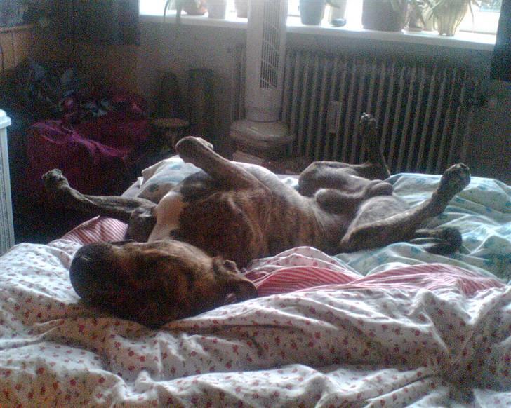 Blanding af racer Diego - Elsker at sove billede 13