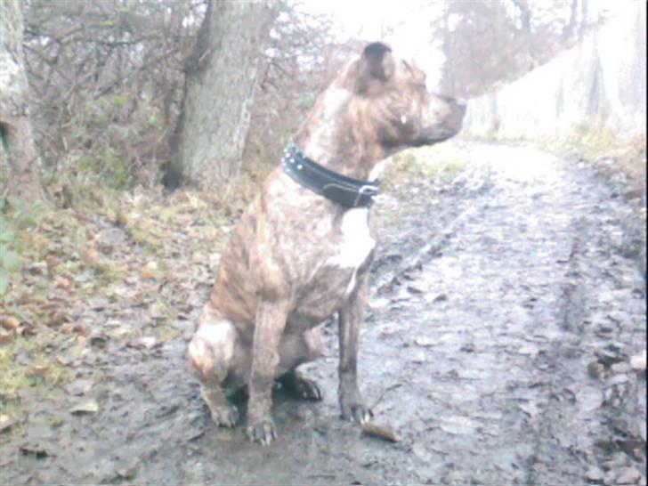 Blanding af racer Diego billede 14