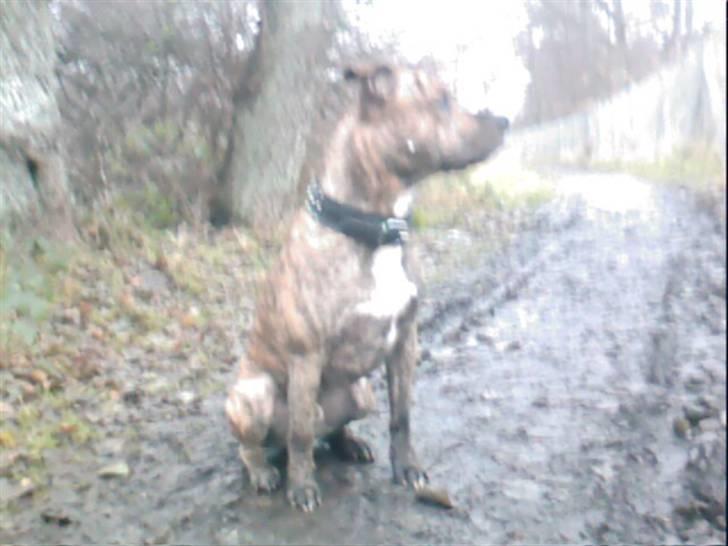 Blanding af racer Diego billede 15