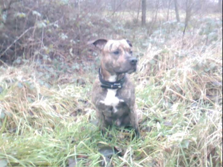 Blanding af racer Diego billede 16