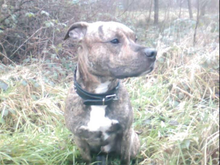 Blanding af racer Diego billede 17