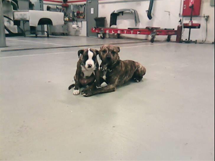 Blanding af racer Diego - Min smukke datter og jeg =) billede 18