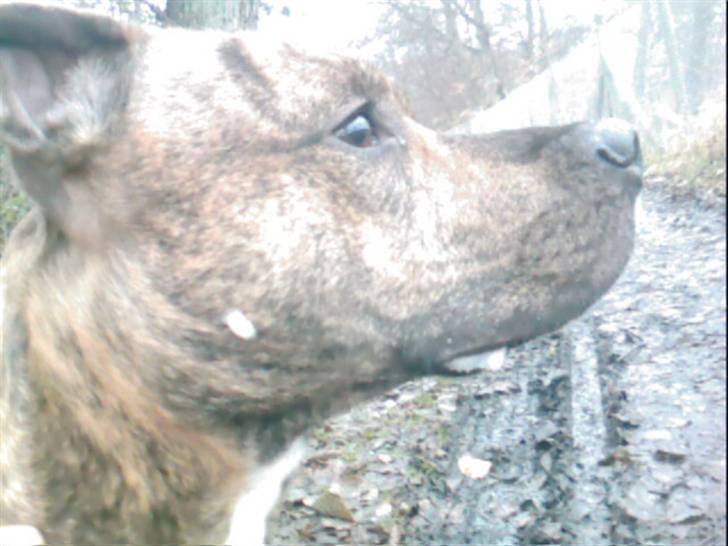 Blanding af racer Diego - Savler i ny og næ, men er dejlig ikk =) billede 19