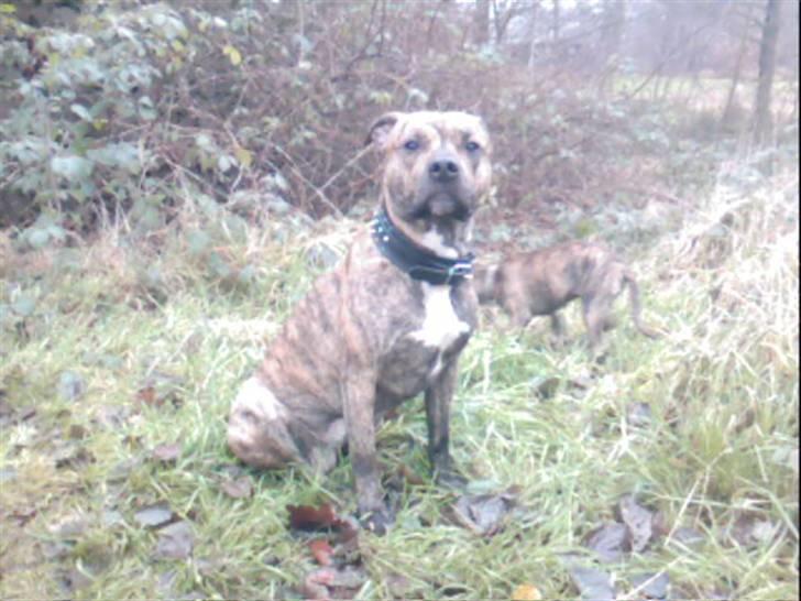 Blanding af racer Diego - Er du snart færdig?? billede 20