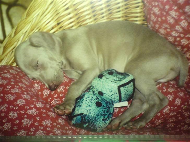 Weimaraner Bastian - så lille bitte og bare træt træt træt... det var dengang... billede 12