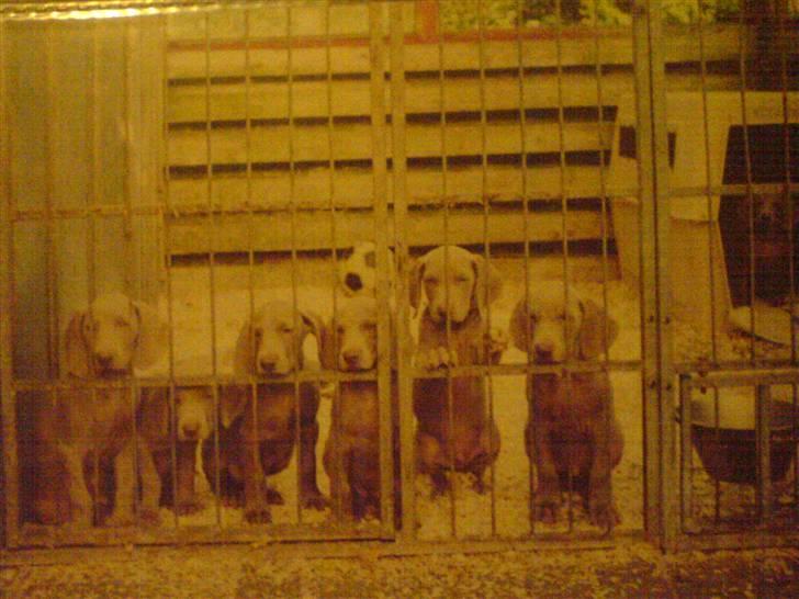 Weimaraner Bastian - basse´s brødre og søstre... er nogen af jer mon herinde.... billede 13