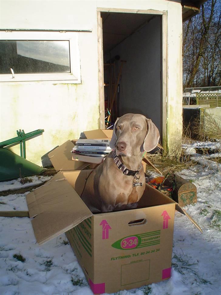 Weimaraner Bastian - jeg skal også flytte med ik mor.... ? billede 14