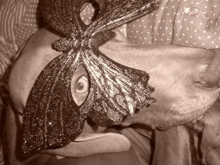 Weimaraner Bastian - maskebal .... helt sikkert billede 15