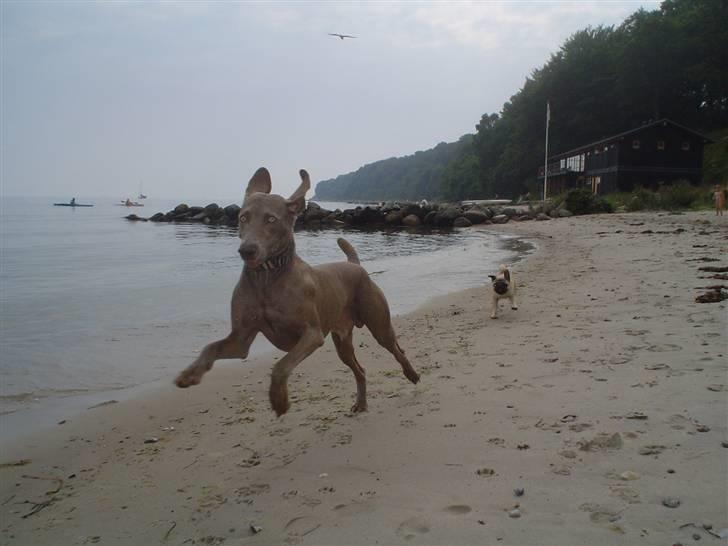 Weimaraner Bastian - yiiiiiiibeeeee basse at rescue... Pamela go home...:) billede 16