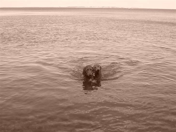 Weimaraner Bastian - fælles svømning... billede 17