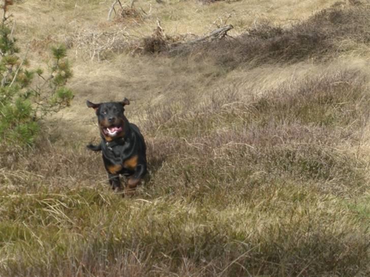Rottweiler Victor - Her kommer jeg.... billede 13