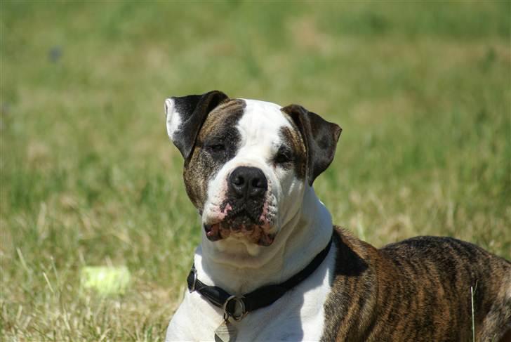 Blanding af racer Futte - Jeg er Futte -den selvfede og stolte, hunden i min mors liv!! billede 1