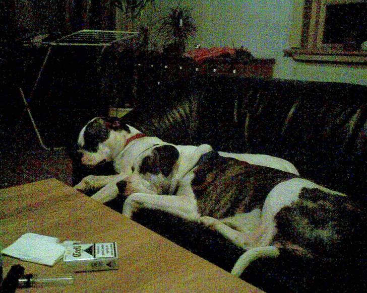 Blanding af racer Futte - Aaaah, ingen mennesker i vejen... billede 3