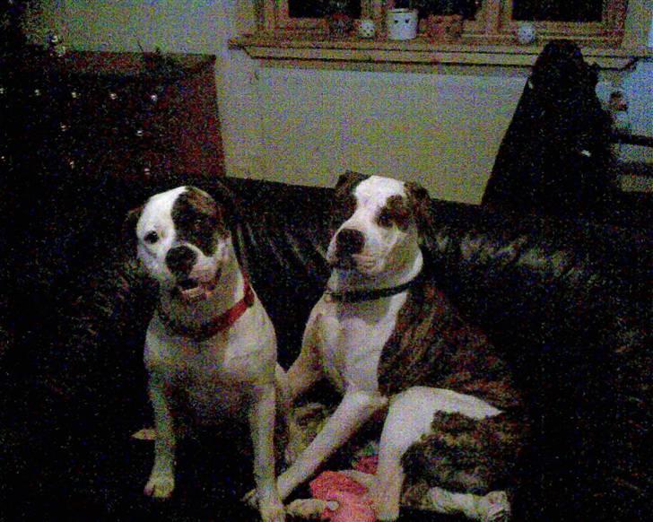 Blanding af racer Futte - Hvad?? Skulle vi da ligge på gulvet? Neeeej, det mener du ikke... billede 4