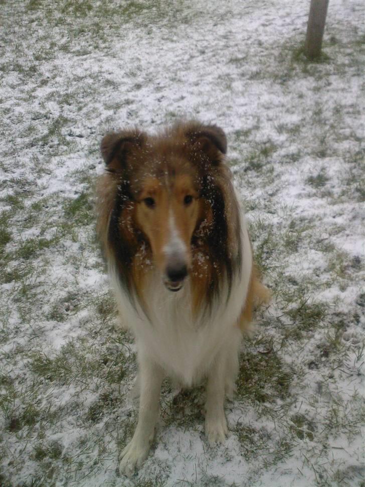 Collie langhåret Chano billede 11