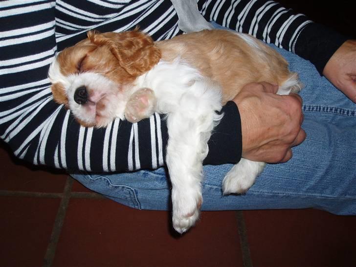 Cavalier king charles spaniel Saxo - sover så godt hos min mormor billede 1