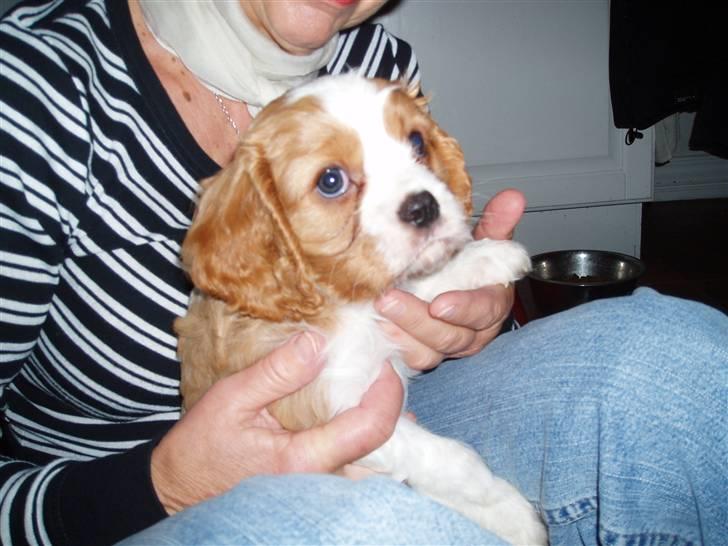 Cavalier king charles spaniel Saxo billede 2