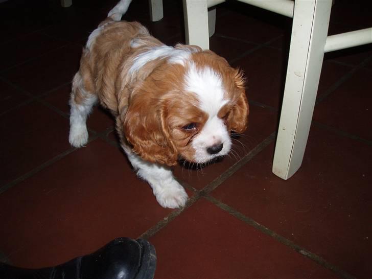 Cavalier king charles spaniel Saxo - 7 uger billede 3