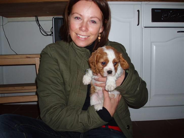 Cavalier king charles spaniel Saxo - min nye mor og jeg billede 4