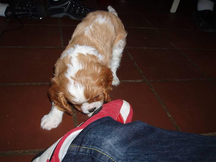 Cavalier king charles spaniel Saxo billede 5